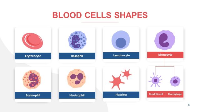 Blood Cell Types Diagram Templates