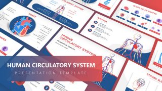 Vector Presentation for Circulatory System 