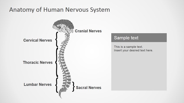 PowerPoint Shapes  Featuring Nervous System