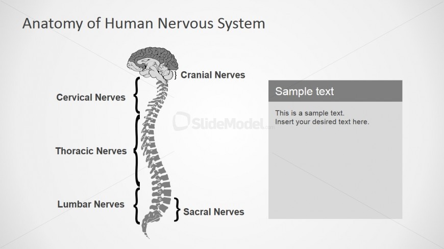 Nervous System Clipart and PowerPoint Icons
