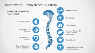 PowerPoint Clipart featuring Sympathetic Nerves