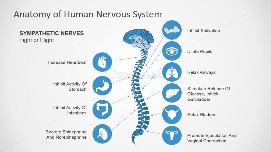 PowerPoint Clipart featuring Sympathetic Nerves
