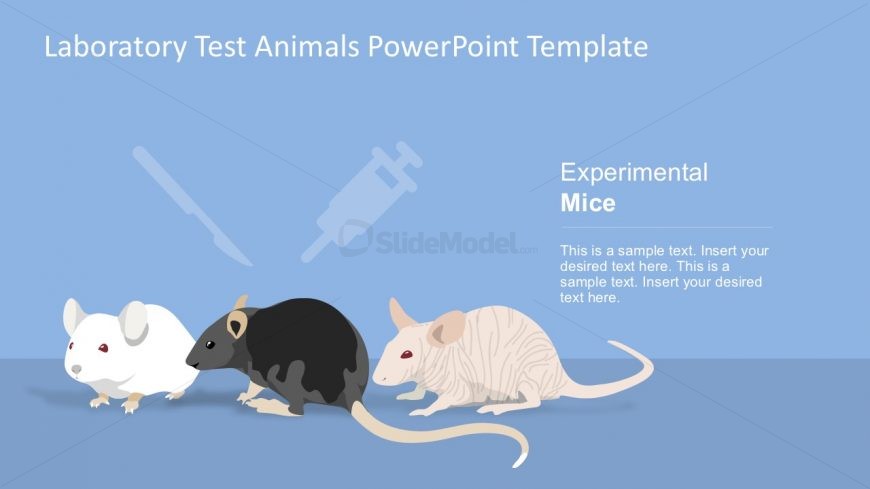 Laboratory Rats Testing PowerPoint