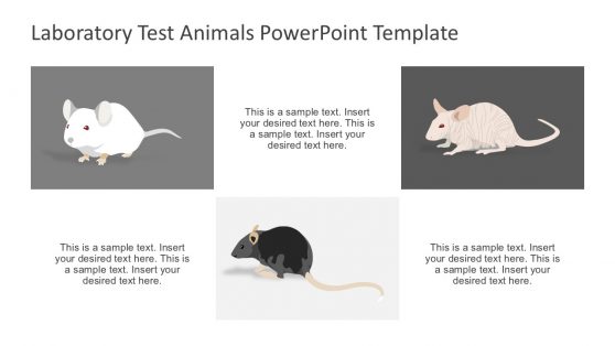 Rat Animal Scientific Testing PowerPoint