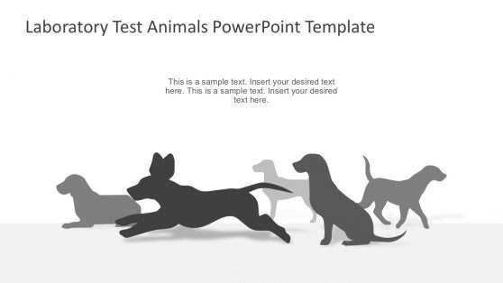 Animal Product Testing Lab Experiment