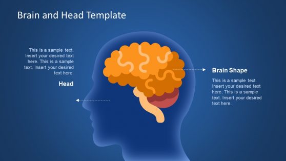 Brain Lobes Diagram in PowerPoint