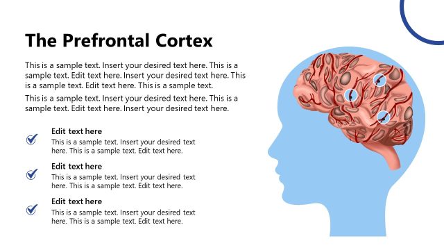The Prefrontal Cortex PowerPoint Slide