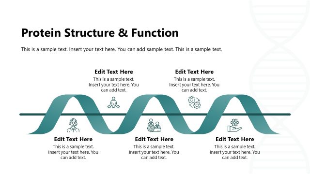 Protein Structure & Functions Presentation Diagram PPT Slide