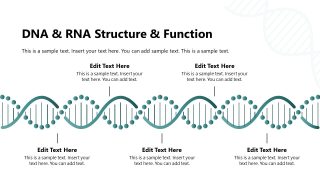 Biochemistry Slide PPT Template for RNA & DNA 