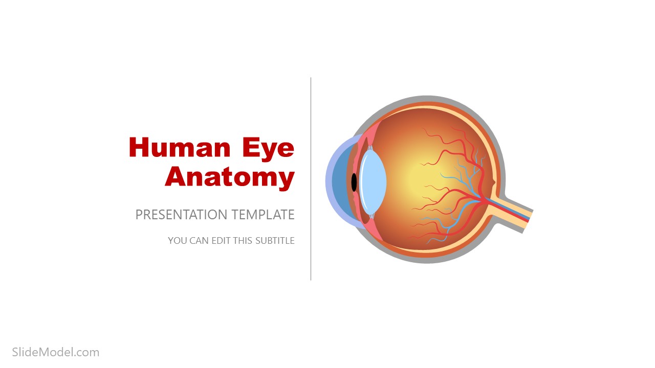 Eye Anatomy Powerpoint Template And Presentation Slides