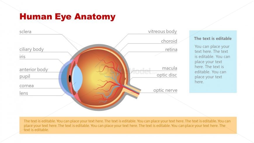 Label Diagram for Eye Anatomy PPT