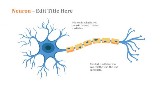 Neuron Diagram in Nervous System PowerPoint