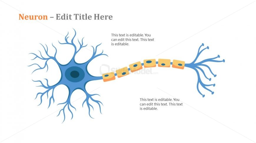 Template for Neuron Diagram PPT