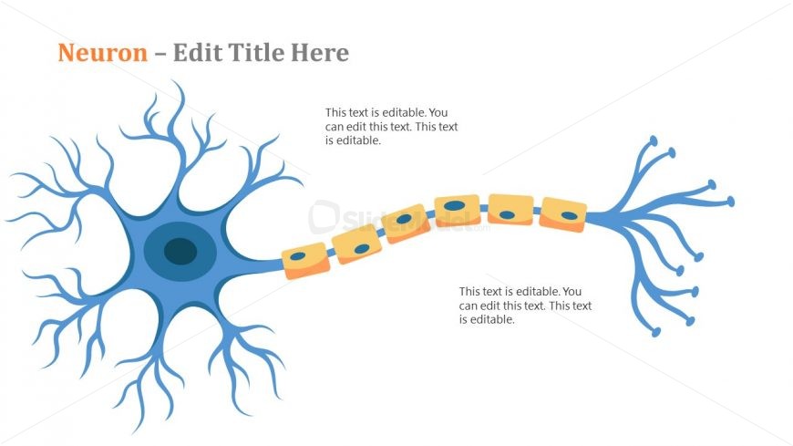 Neuron Illustration Animated Nervous System 