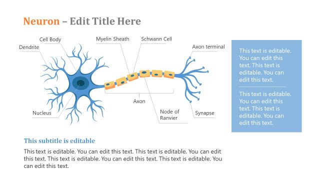 Labe Diagram Neuron PowerPoint Template