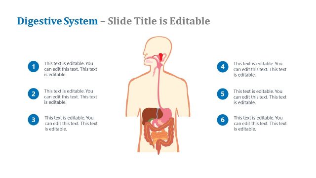 PowerPoint Digestive System Diagram PPT