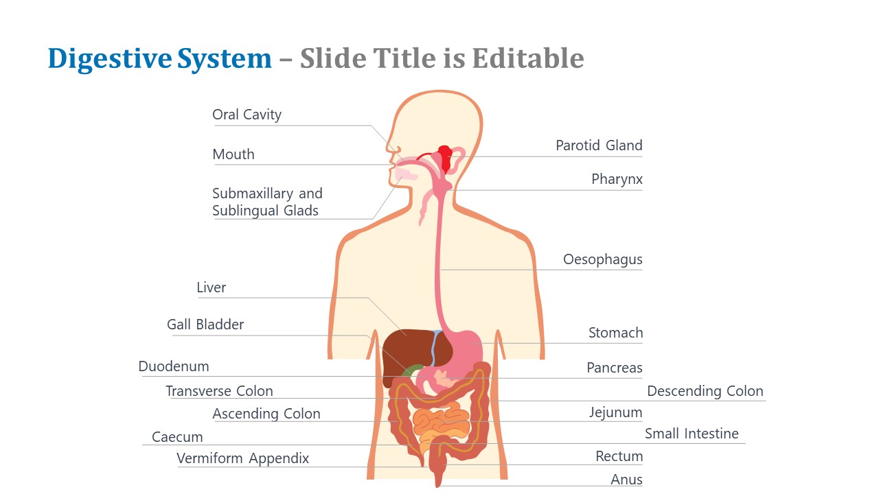 Labeled Template of Digestive System Diagram 