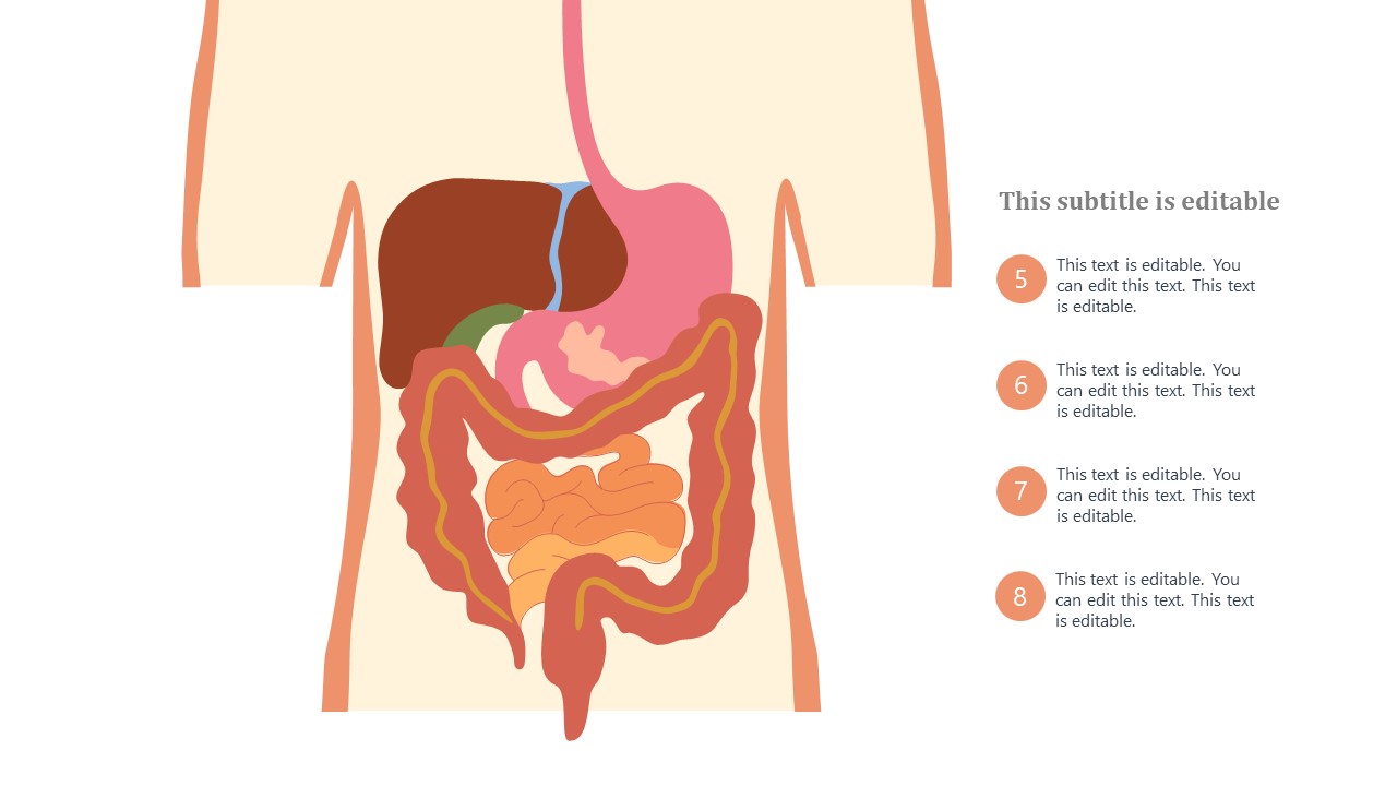 Digestive System Organs PowerPoint Animated - SlideModel