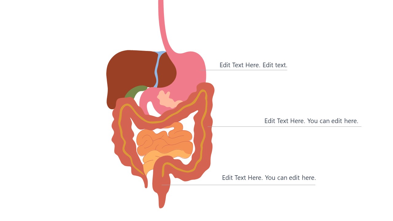 PowerPoint Medical Template of Digestive Organs