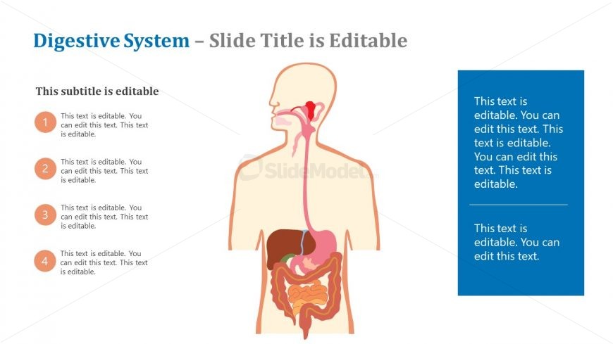 Editable Animated PowerPoint Digestive Anatomy