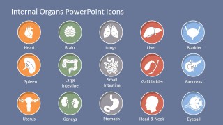 PowerPoint Icons of Human Internal Organs