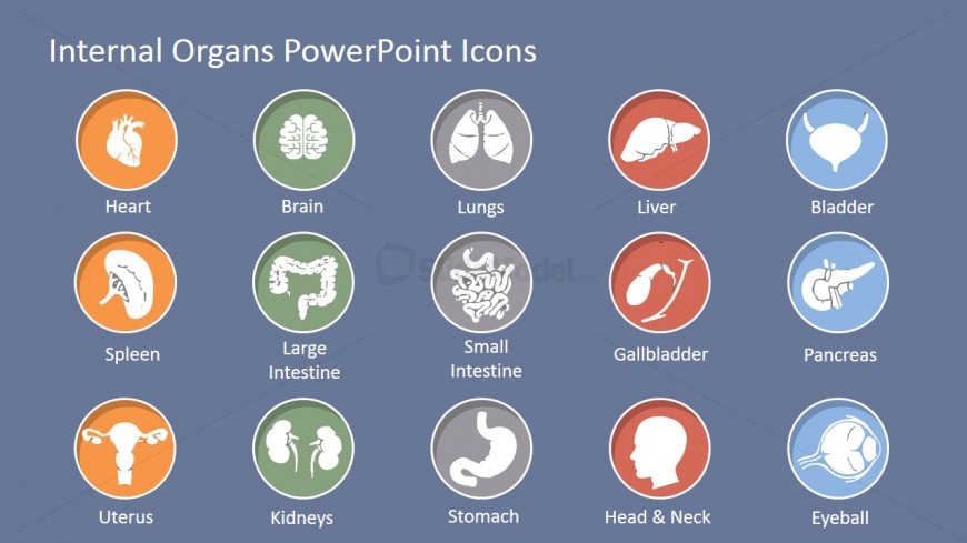 PowerPoint Icons of Human Internal Organs