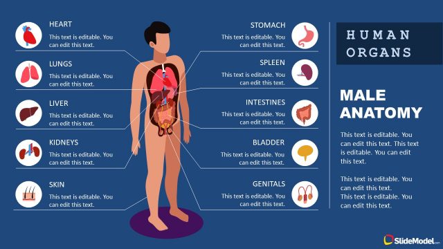 Human Organs Infographic Template for Presentations