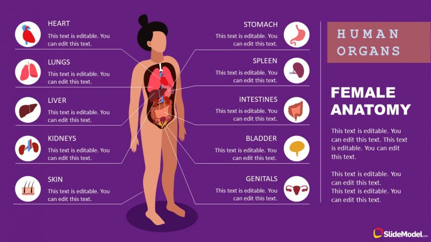 Human Anatomy PowerPoint Female Body Parts Template 