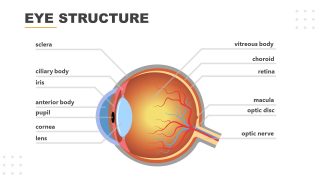 Editable PPT Slide for Eye Structure Presentation