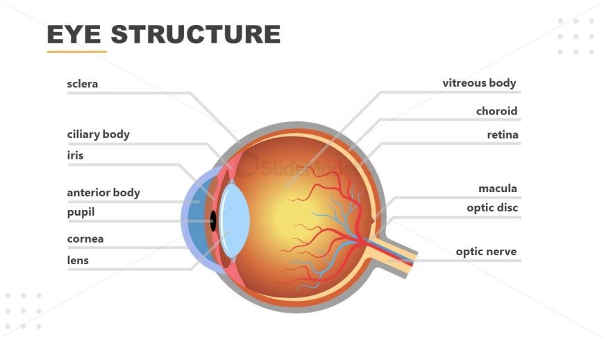 Editable PPT Slide for Eye Structure Presentation